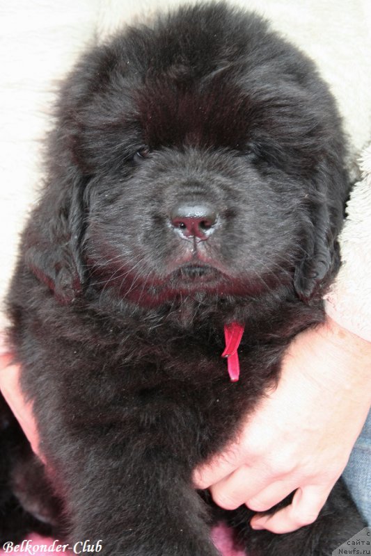 Фотография № 192415