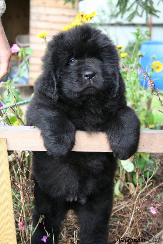 Фото: ньюфаундленд Belkonder-Club Boheme Elegance (Белкондер-Клаб Богема Элеганс)