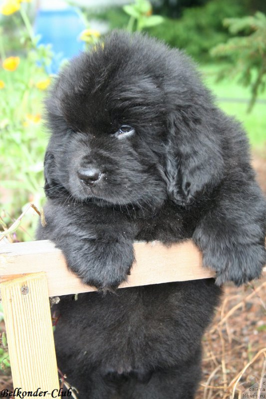 Фото: ньюфаундленд Belkonder-Club Boheme Elegance (Белкондер-Клаб Богема Элеганс)