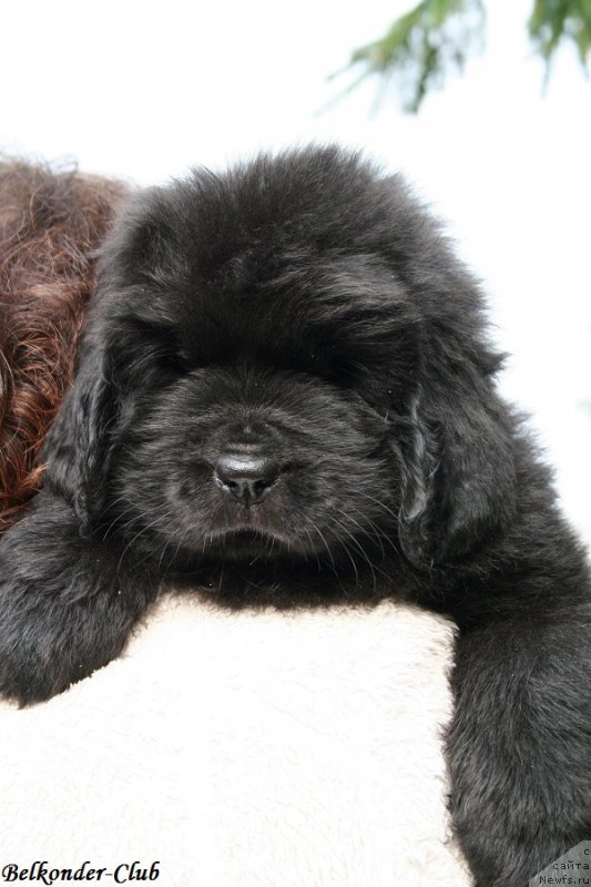 Фотография № 192420