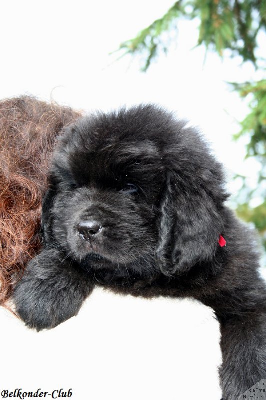 Фотография № 192421