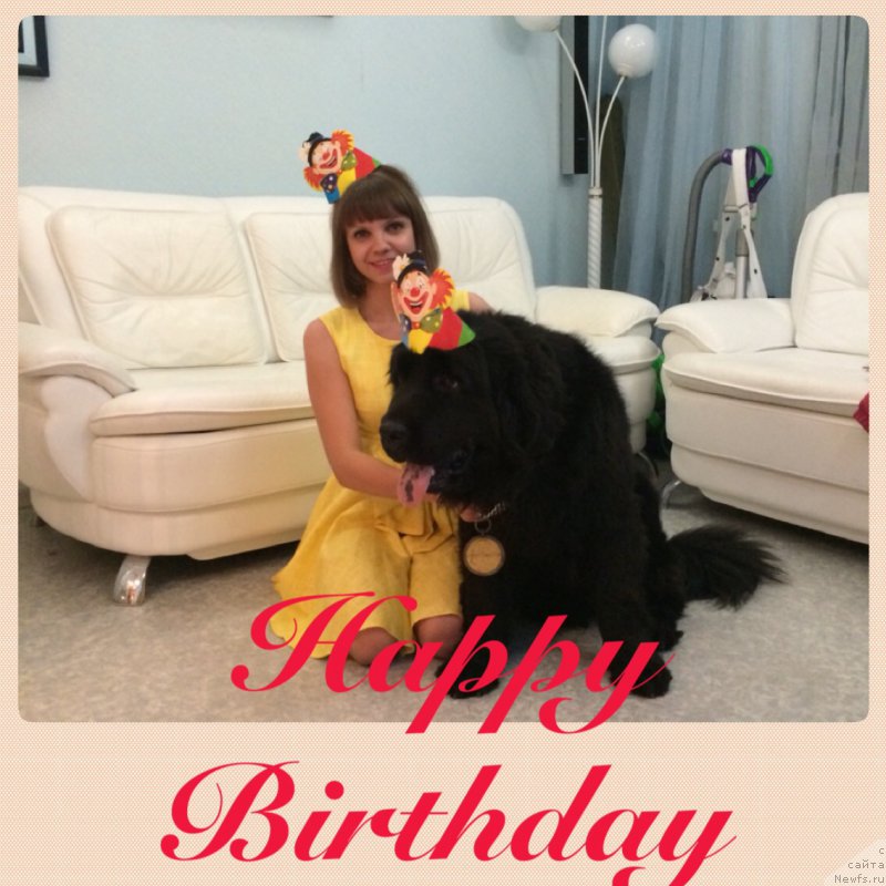 Фото: ньюфаундленд N'yu-Pom-SHir Bond Djeyms (Нью-Пом-Шир Бонд Джеймс)