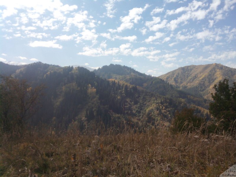 Фото: ньюфаундленд N'yufort Divnaya Diana (Ньюфорт Дивная Диана), Irina Umbetalieva (Ирина Умбеталиева)