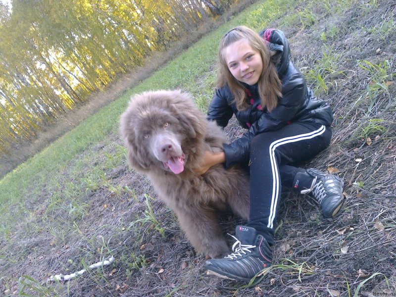 Фото: ньюфаундленд Agat Jelaniy ot Marleon Dusvik (Агат Желаний от Марлеон Дусвик)