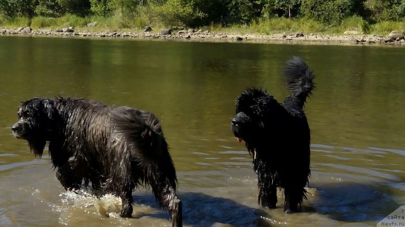 Фото: ньюфаундленд Dark Pride Versace (Дак Прайд Версаче)