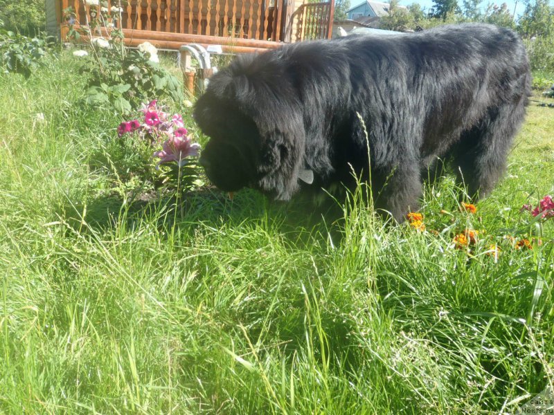 Фото: ньюфаундленд Dark Pride Versace (Дак Прайд Версаче)