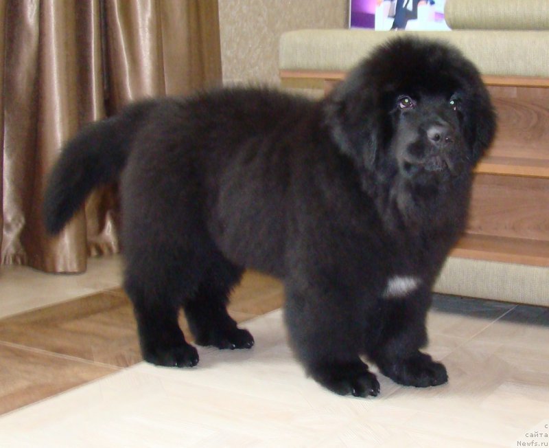 Фото: ньюфаундленд Super Premium Free Wind (Супер Премиум Фри Винд)