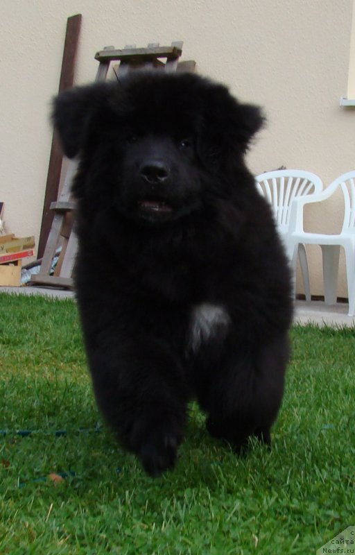 Фото: ньюфаундленд Super Premium Free Wind (Супер Премиум Фри Винд)