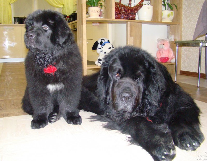 Фото: ньюфаундленд Super Premium Bumer (Супер Премиум Бумер), ньюфаундленд Super Premium Free Wind (Супер Премиум Фри Винд)