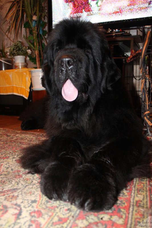 Фотография № 192474