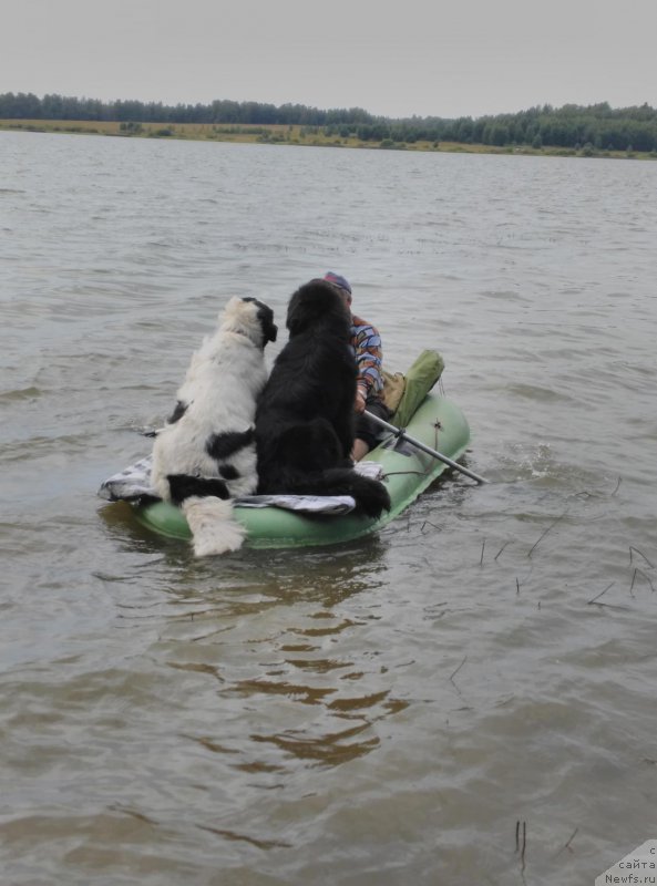 Фото: ньюфаундленд Sent Djons Carevna Lebed (Сент Джонс Царевна Лебедь), ньюфаундленд Florin Gold Treja (Флорин Голд Трежа)