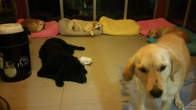 Фото: ньюфаундленд Brownblood MSK Harita Havva (Браунблад МСК Харита Хавва)