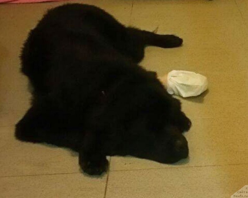 Фото: ньюфаундленд Brownblood MSK Harita Havva (Браунблад МСК Харита Хавва)