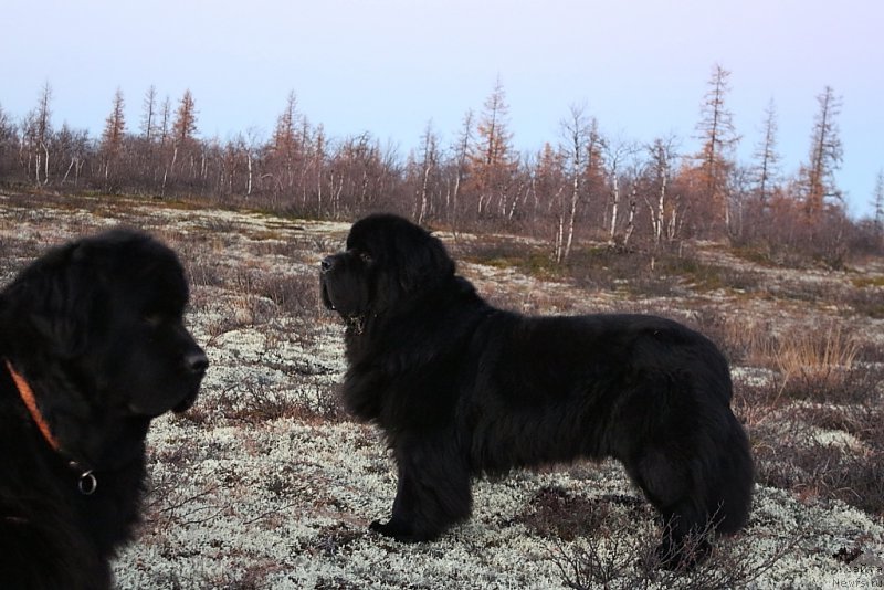 Фото: ньюфаундленд Beguschaya po Volnam Zero Kool (Бегущая по Волнам Зеро Коол)