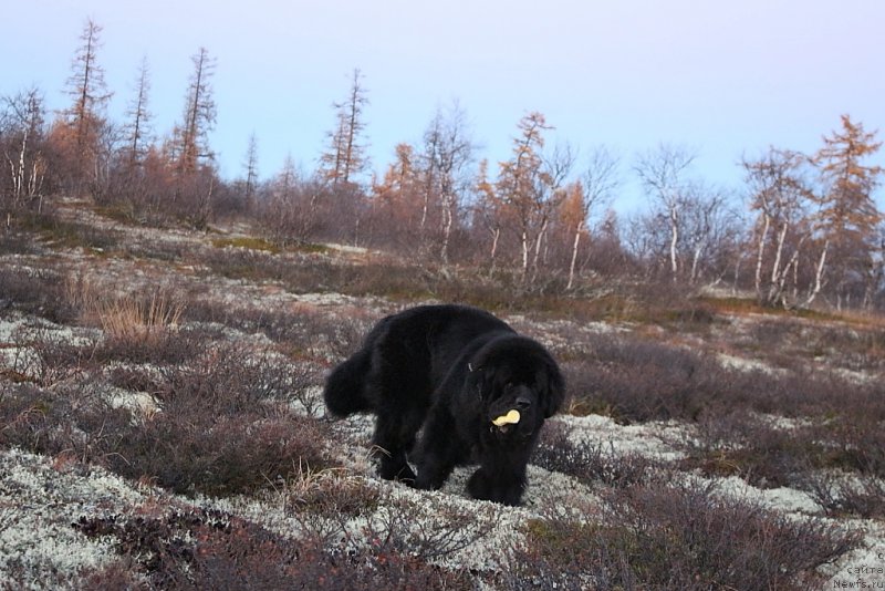Фото: ньюфаундленд Beguschaya po Volnam Zero Kool (Бегущая по Волнам Зеро Коол)