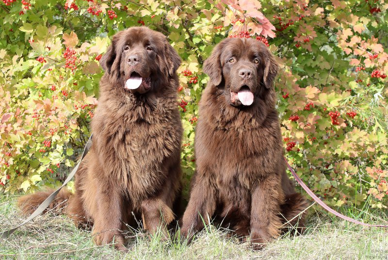 Фото: ньюфаундленд Sverkayuzhaya Gora Mashame (Сверкающая Гора Машаме), ньюфаундленд Naomi Tagoliri for Brouwnblood (Наоми Таголири фор Браунблад)