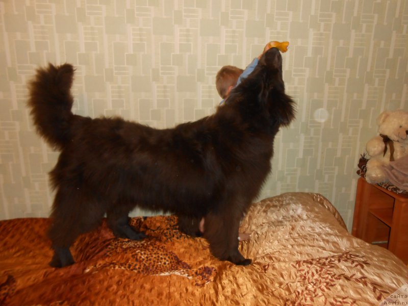 Фото: ньюфаундленд Angel Khranitel Gruffidd (Ангел Хранитель Граффидд)