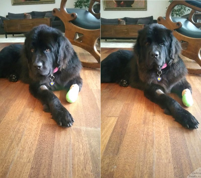 Фото: ньюфаундленд Brownblood MSK Harita Havva (Браунблад МСК Харита Хавва)