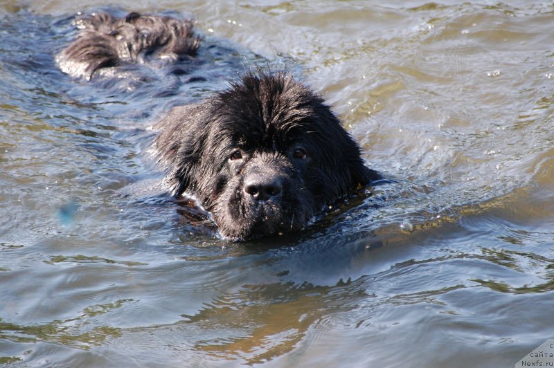Фото: ньюфаундленд Chernaya Mafia Shot in the Dark (Черная Мафия Шот ин тхе Дарк)