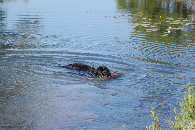 Фото: ньюфаундленд Chernaya Mafia Shot in the Dark (Черная Мафия Шот ин тхе Дарк)