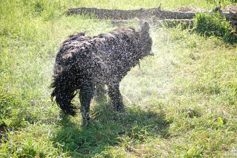Фото: ньюфаундленд Chernaya Mafia Shot in the Dark (Черная Мафия Шот ин тхе Дарк)