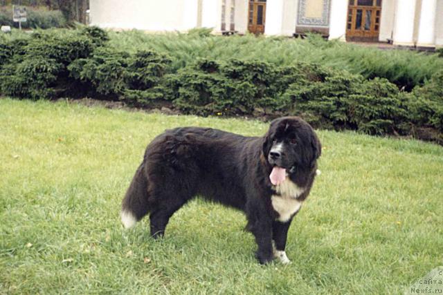 Фото: ньюфаундленд Vasilisa The Arctic Wind (Василиса зе Арктик Винд)