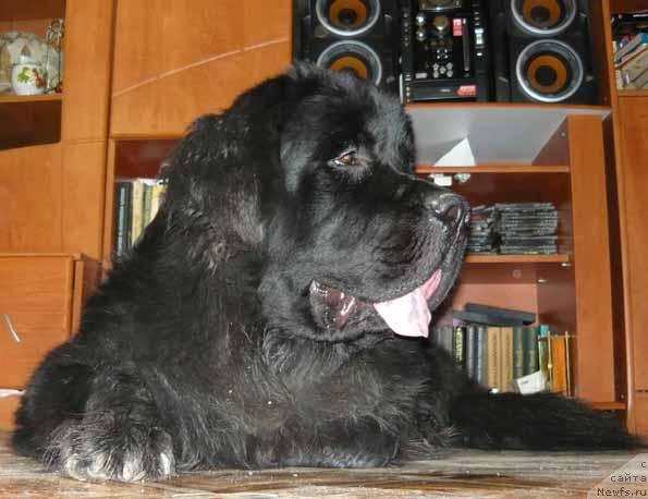 Фото: ньюфаундленд Sent Djons Orfey (Сент Джонс Орфей)