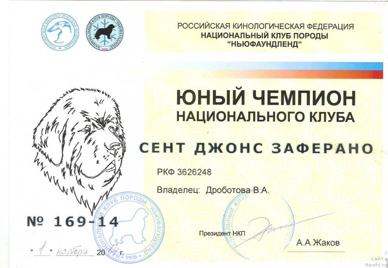 Фото: ньюфаундленд Sent Djons Zaferano (Сент Джонс Заферано)