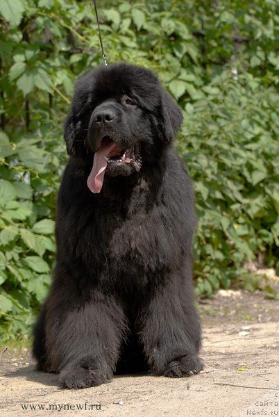 Фото: ньюфаундленд Sent Djons Zaferano (Сент Джонс Заферано)