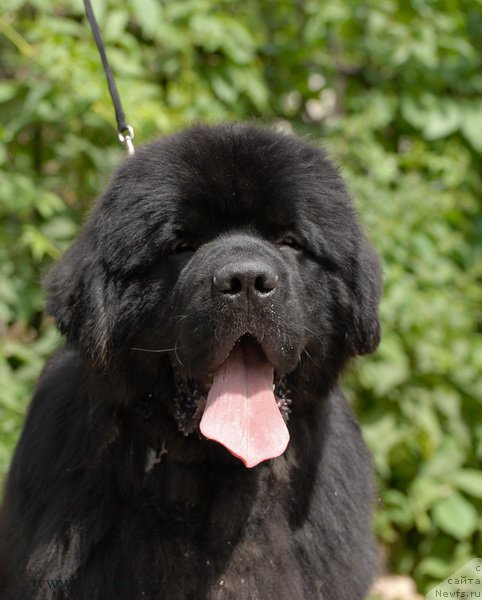 Фото: ньюфаундленд Sent Djons Zaferano (Сент Джонс Заферано)