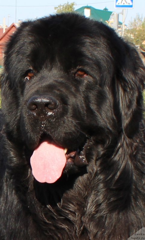 Фото: ньюфаундленд Valmond Pobeditel (Валмонд Победитель)