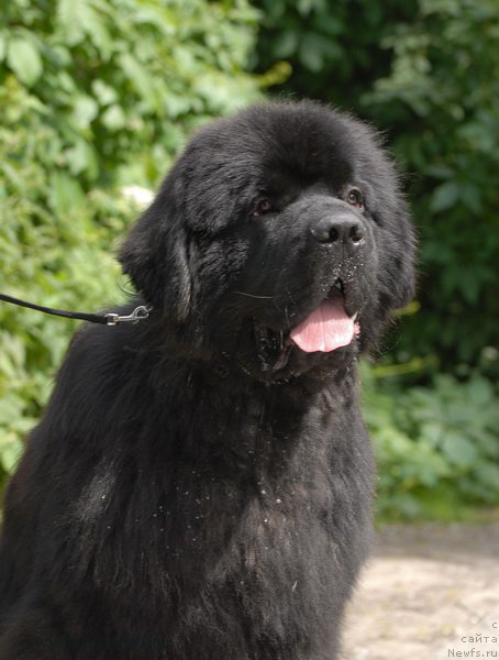 Фото: ньюфаундленд Sent Djons Zaferano (Сент Джонс Заферано)