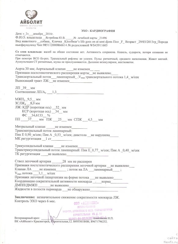 Фото: ньюфаундленд Kloofbears Life Goes on at Sent Djons