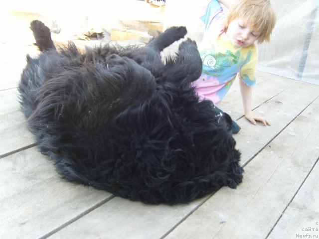 Фото: ньюфаундленд Ryabinushka ot Sibirskogo Medvedya (Рябинушка от Сибирского Медведя)