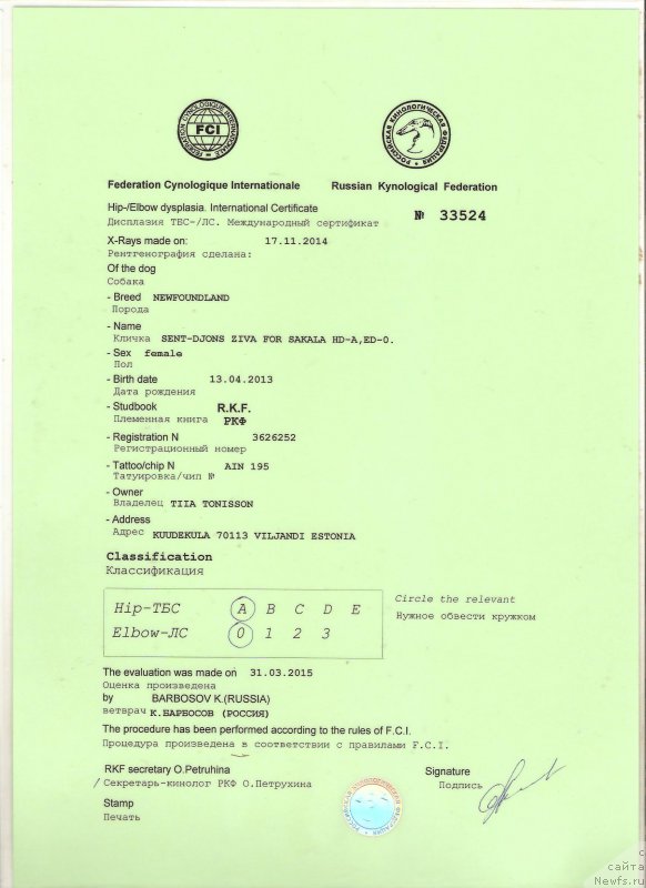 Фото: ньюфаундленд Sent Djons Ziva for Sakala (Сент Джонс Зива фор Сакала)