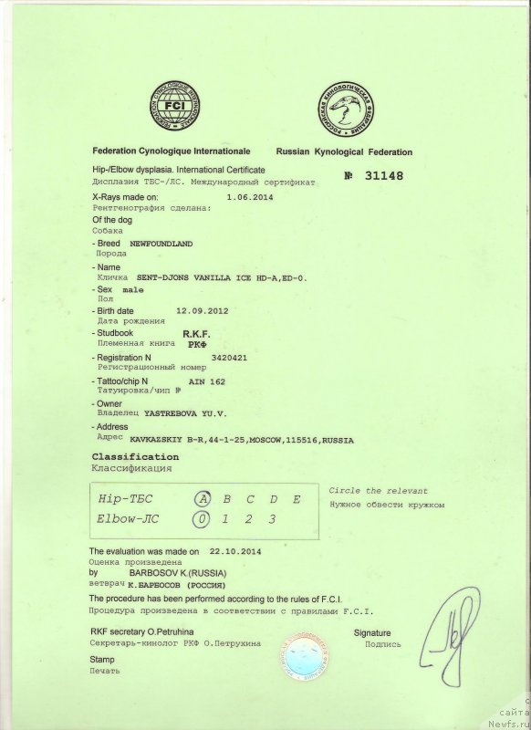 Фото: ньюфаундленд Sent Djons Vanilla Ice (Сент Джонс Ванилла Айс)