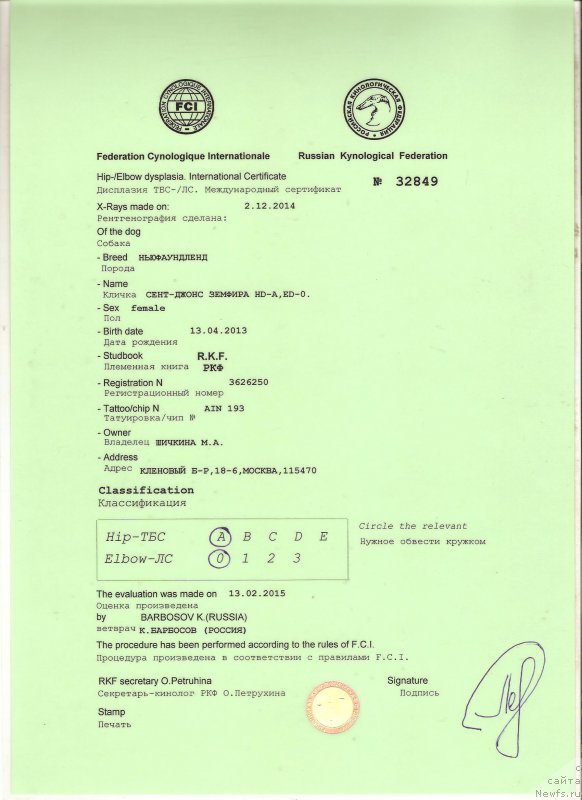 Фото: ньюфаундленд Sent Djons Zemfira (Сент Джонс Земфира)