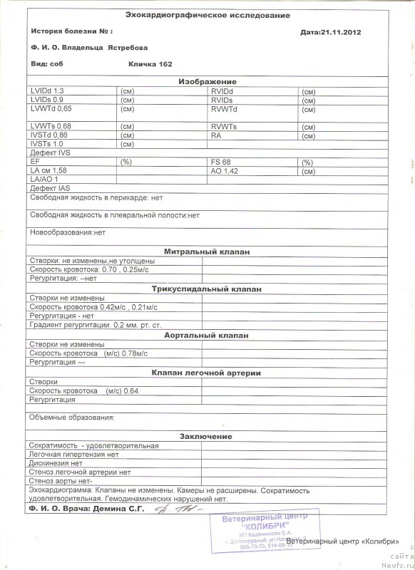 Фото: ньюфаундленд Sent Djons Vanilla Ice (Сент Джонс Ванилла Айс)