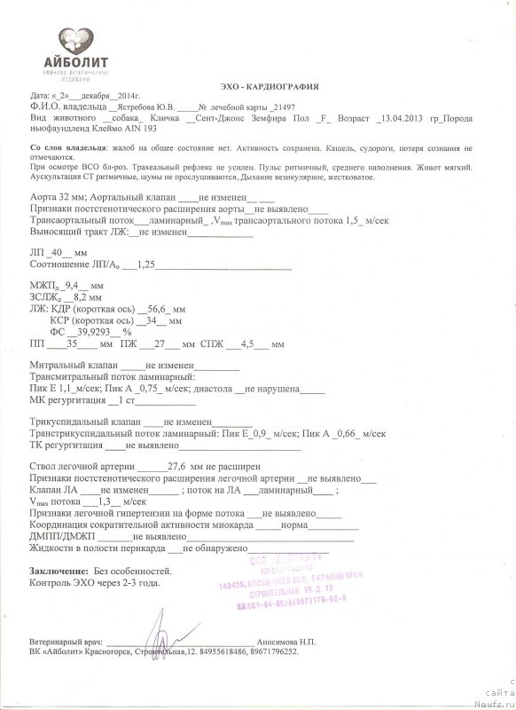 Фото: ньюфаундленд Sent Djons Zemfira (Сент Джонс Земфира)