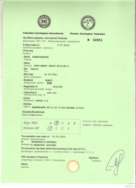 Фото: ньюфаундленд Sent Djons CHelsi (Сент Джонс Челси)