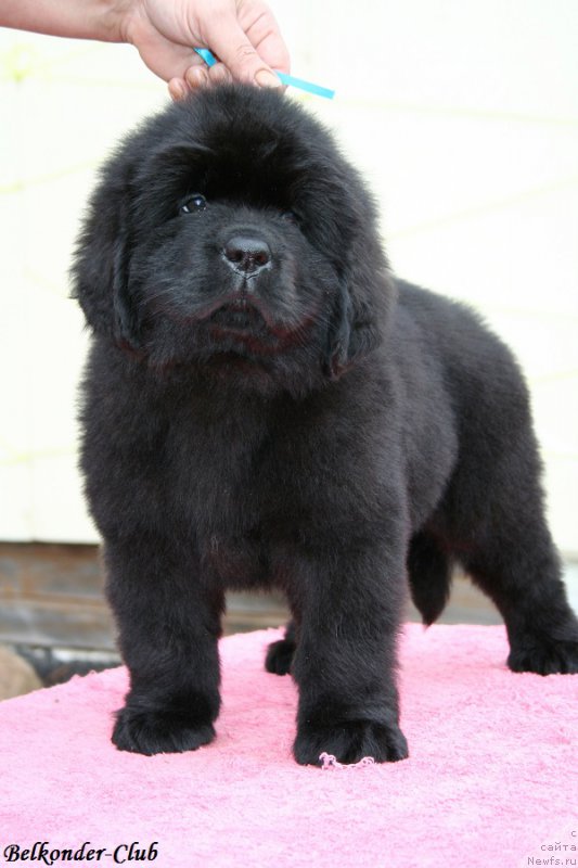 Фото: ньюфаундленд Belkonder-Club Bianca Marussia (Белкондер-Клаб Бьянка Маруша)