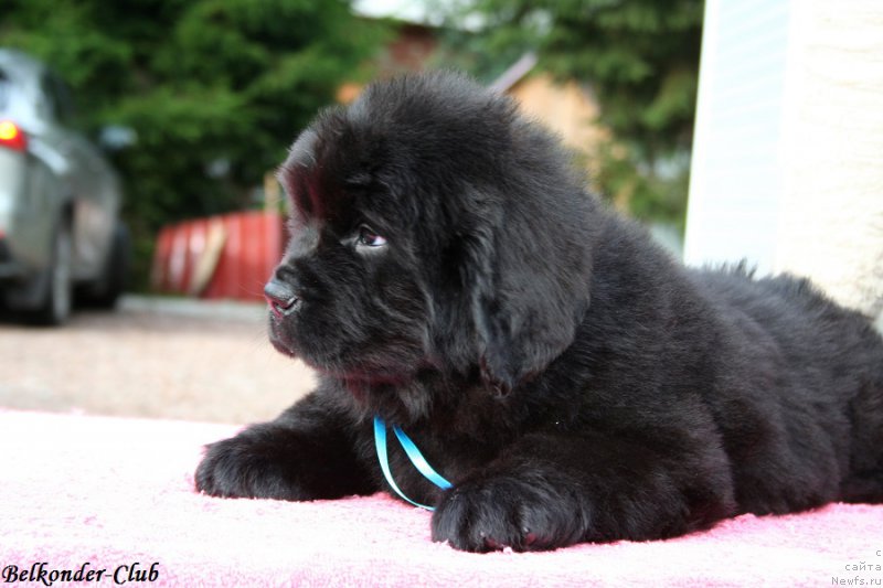 Фото: ньюфаундленд Belkonder-Club Bianca Marussia (Белкондер-Клаб Бьянка Маруша)