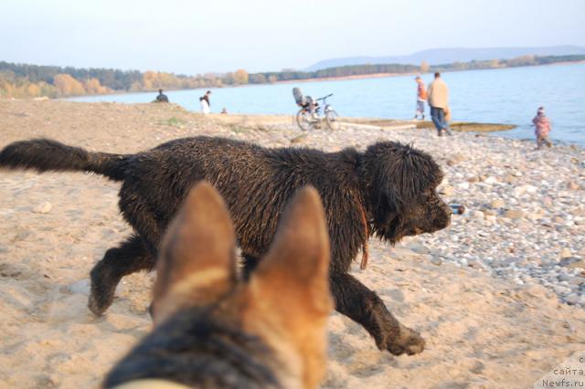 Фото: ньюфаундленд Super Premium Vashington (Супер Премиум Вашингтон)