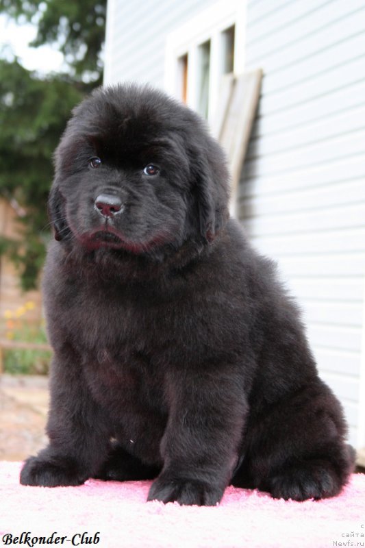 Фото: ньюфаундленд Belkonder-Club Bianca Marussia (Белкондер-Клаб Бьянка Маруша)