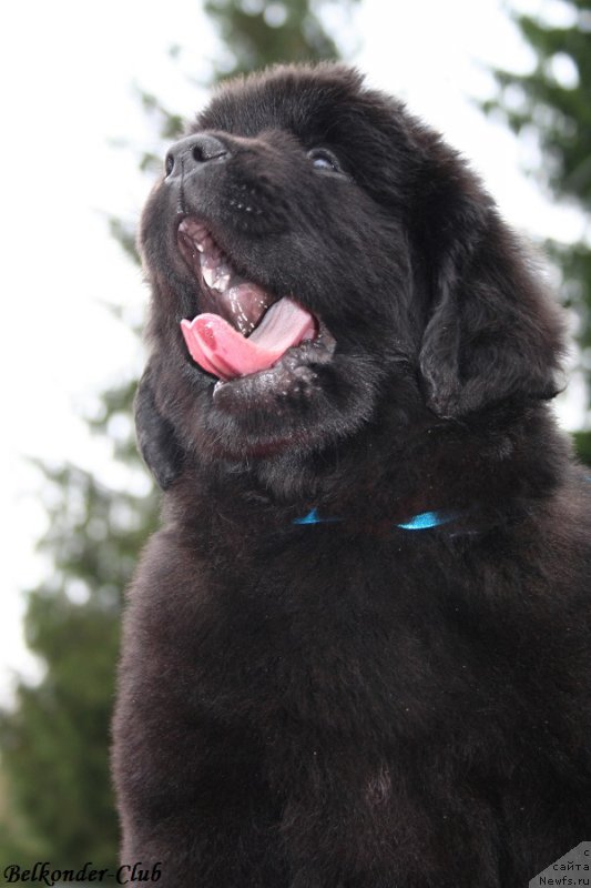 Фото: ньюфаундленд Belkonder-Club Bianca Marussia (Белкондер-Клаб Бьянка Маруша)