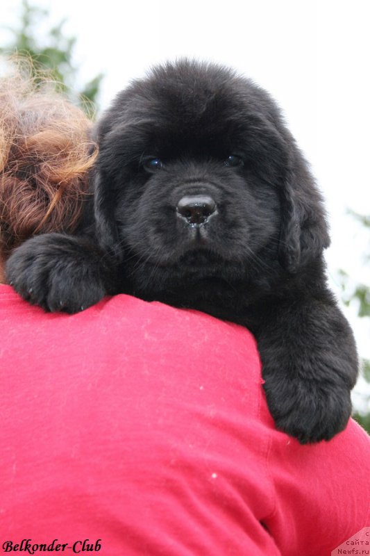 Фото: ньюфаундленд Belkonder-Club Bianca Marussia (Белкондер-Клаб Бьянка Маруша)