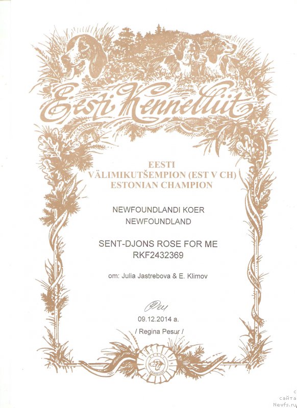 Фото: ньюфаундленд Sent Djons Rose for Me (Сент Джонс Роуз фо Ми)