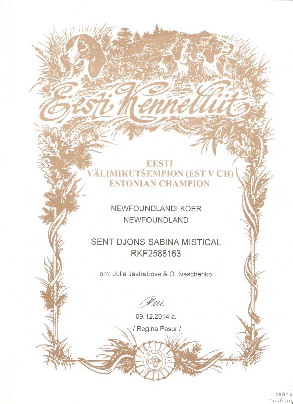 Фото: ньюфаундленд Sent Djons Sabina Mistical (Сент Джонс Сабина Мистикал)