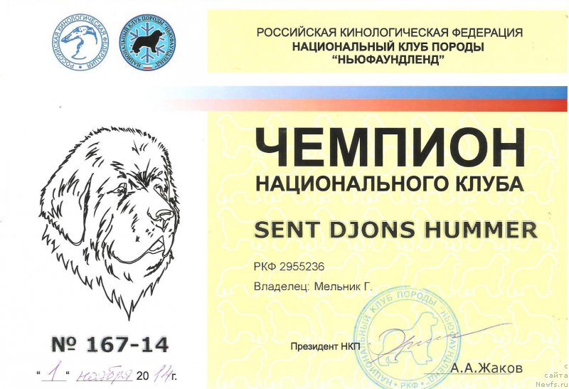 Фото: ньюфаундленд Sent Djons Hummer (Сент Джонс Хаммер)