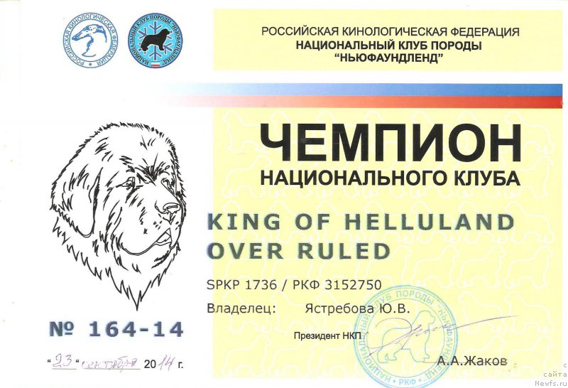 Фото: ньюфаундленд King of Helluland Over Ruled